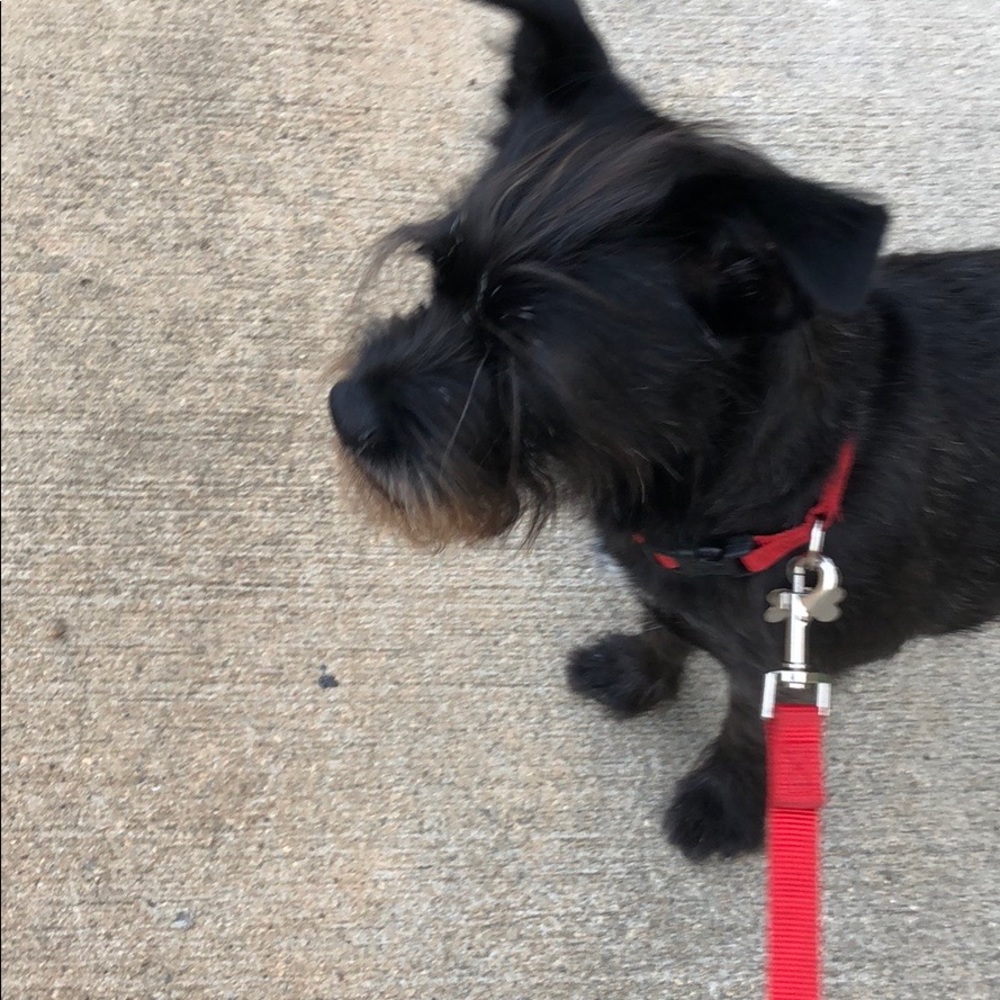 Meet your Posher, Samantha